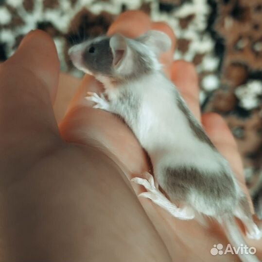 Сатиновые мышки