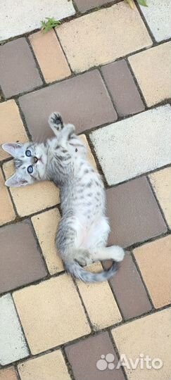 Котёнок (мальчик) 2 месяца в добрые руки