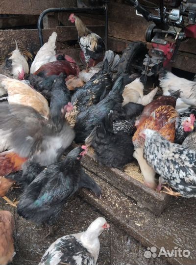 Молодые петухи