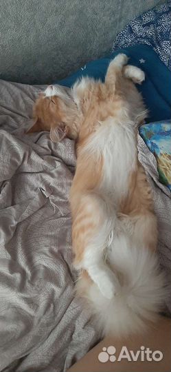 Кошка в дар бесплатно