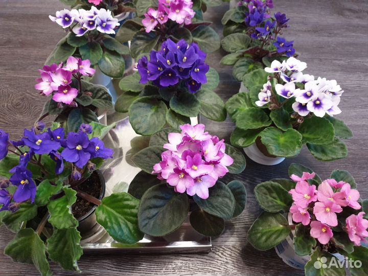 Много фиалок, сенполия, розовая белая фиолетовая