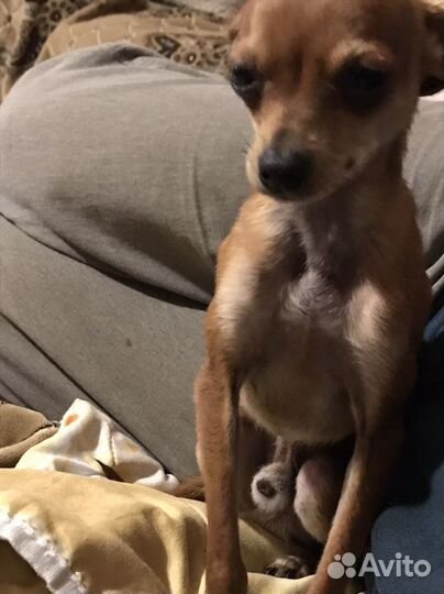 Собака для вязки