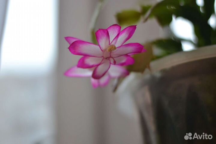 Декабрист сортовой розовый с белым dark eva