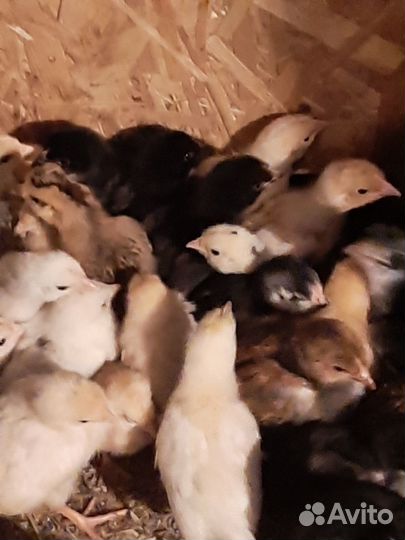 Цыплята суточные от породных кур