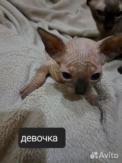 Канадский сфинкс котенок