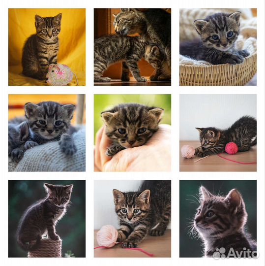 Котёнок в добрые руки