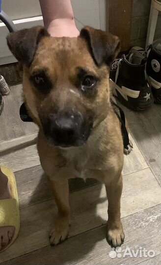 Отдам щенка в добрые руки