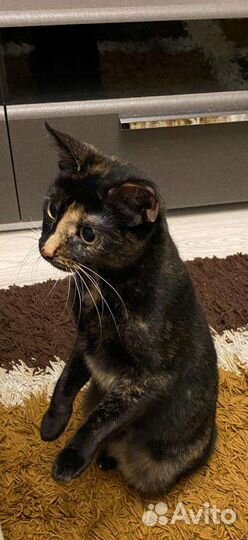 Кошка в дар бесплатно