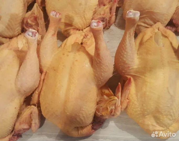 Курица домашняя мясо