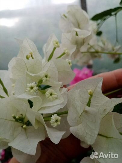 Бугенвиллия