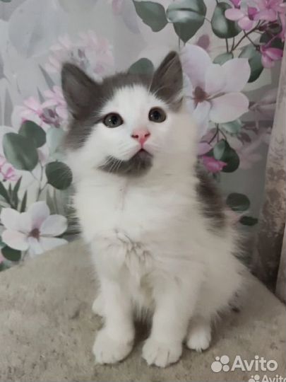 Котенок мальчишка 2 мес в добрые руки дар