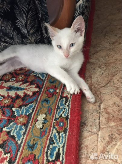 Котик сиамский