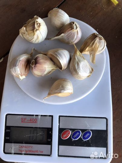 Семенной Чеснок, Любаша