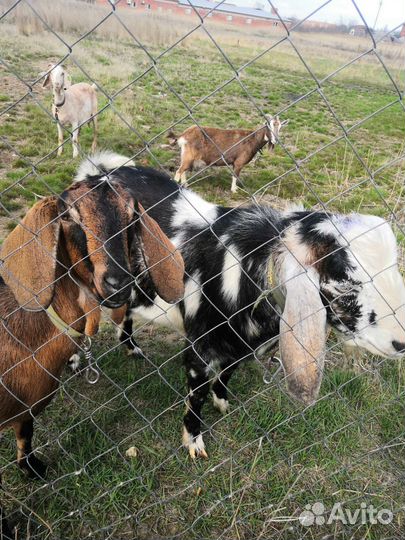 Англо нубийские козлята