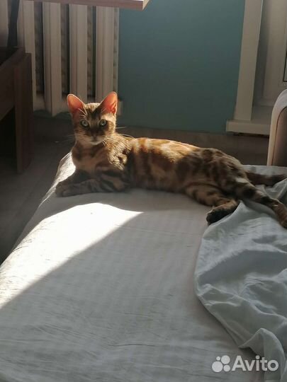 Бенгальская кошка