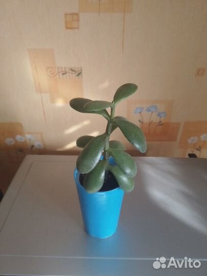 Кактусы, суккуленты и другие цветы