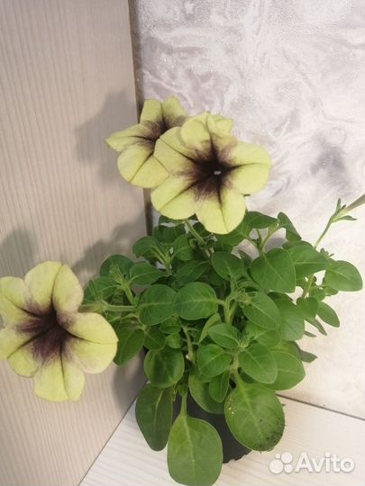 Продам вегетативные растения, петунью, лобелию