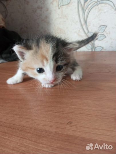 Котята девочки трехцветные