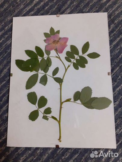 Гербарий в стекле. Картина 