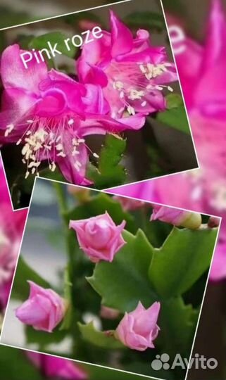 Редкие сорта шлюмбергер, Декабрист