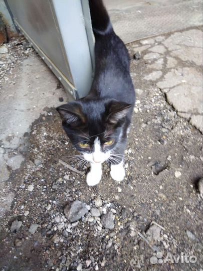 Котята с завода, бесперебойное производство