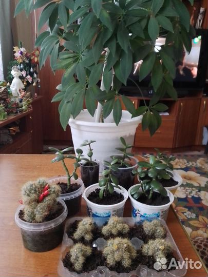Шефлера денежное дерево кактусы цветущие