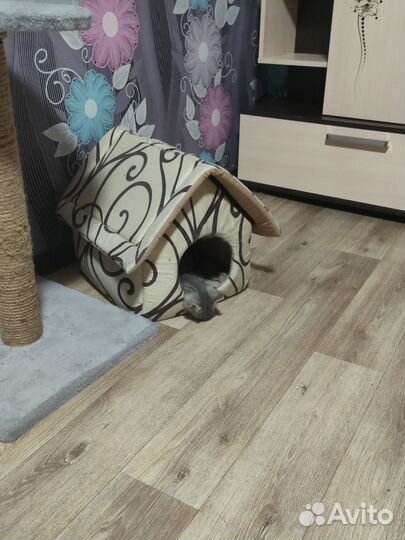 Котёнок.Отдам бесплатно