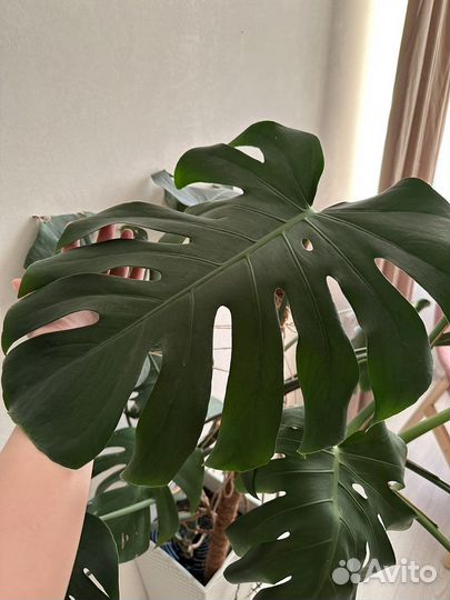 Монстера большая