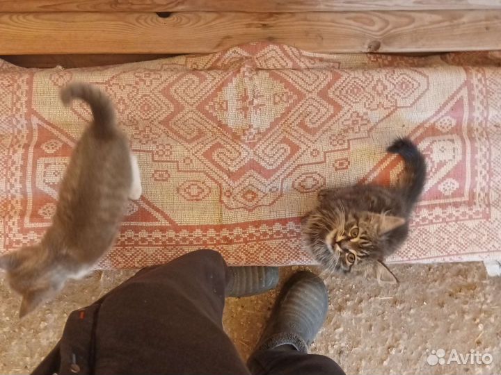 Отдам в добрые руки котят