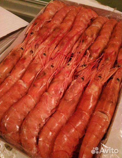 Лангустины L1