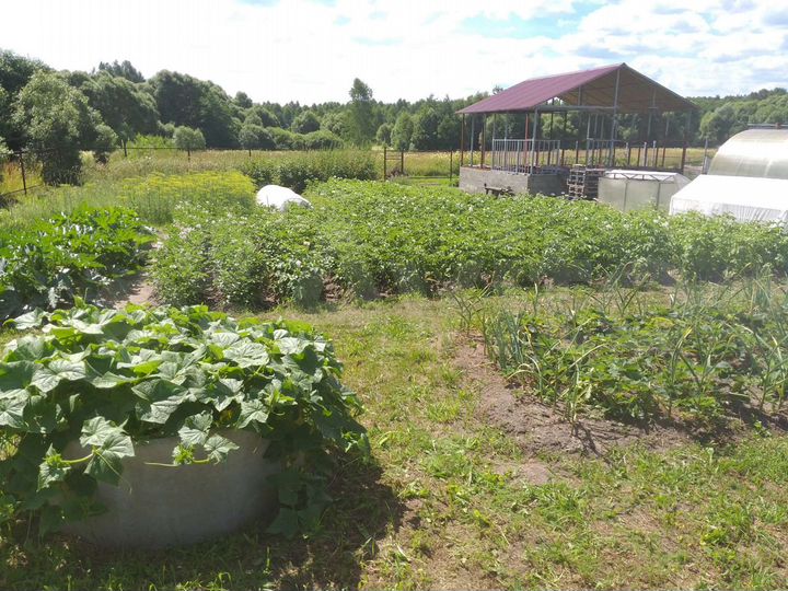 Дом 50 м² на участке 32 сот.