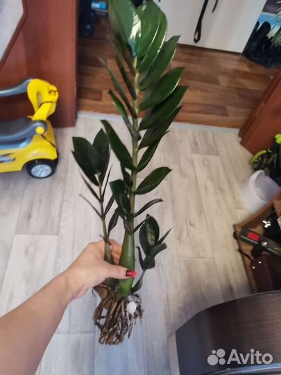 Комнатные цветы