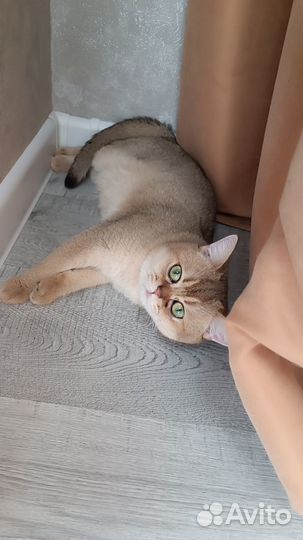 Шотландский котик