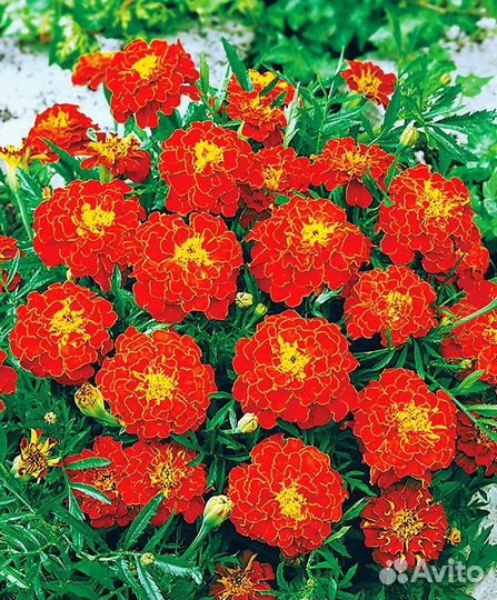 Бархатцы семена