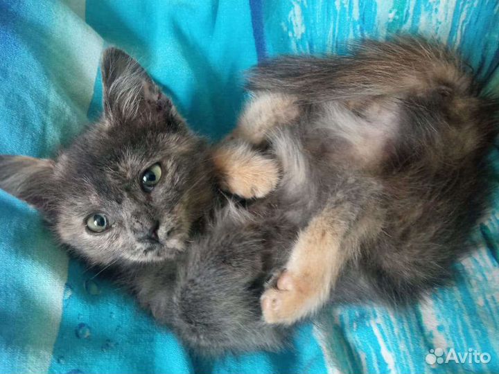 Кошка в дар бесплатно