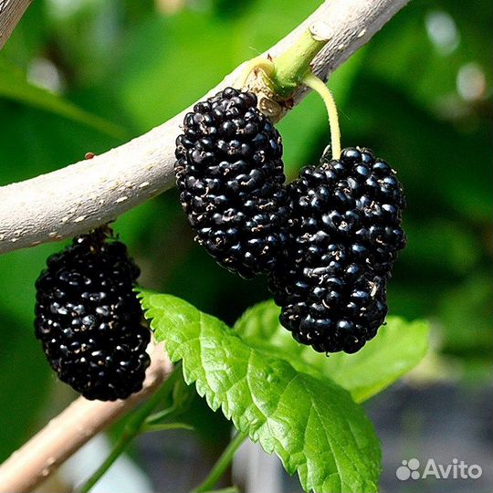 Шелковица (тутовник) Саженцы