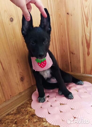 Щенки ищут дом