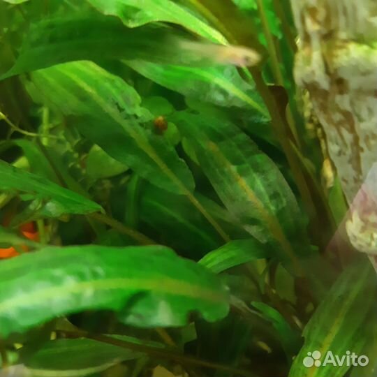 Аквариумные растения