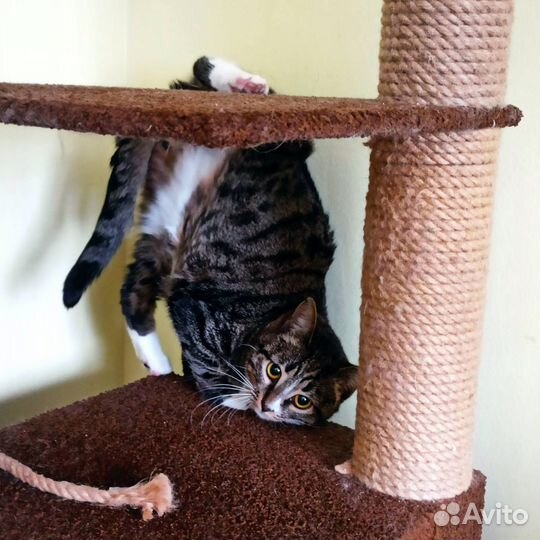 Кошечка Алиса