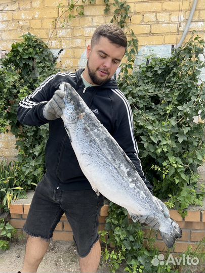 Лосось семга