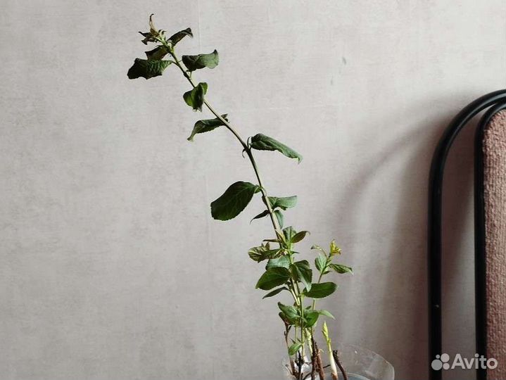 Рассада синей сливы