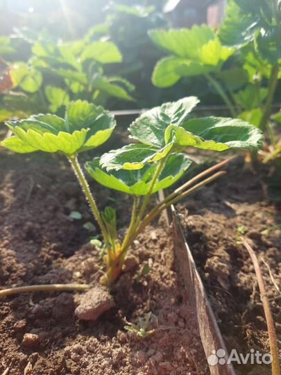 Рассада клубники фестивальная