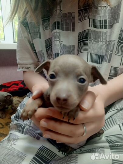 Щенки тойтерьер, бронь