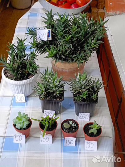 Расстения для дома