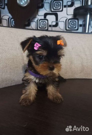 Йоркширский терьер мини беби фейс щенки