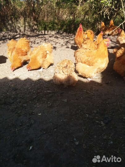Куры молодки несушки