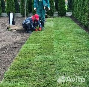 Рулонный газон