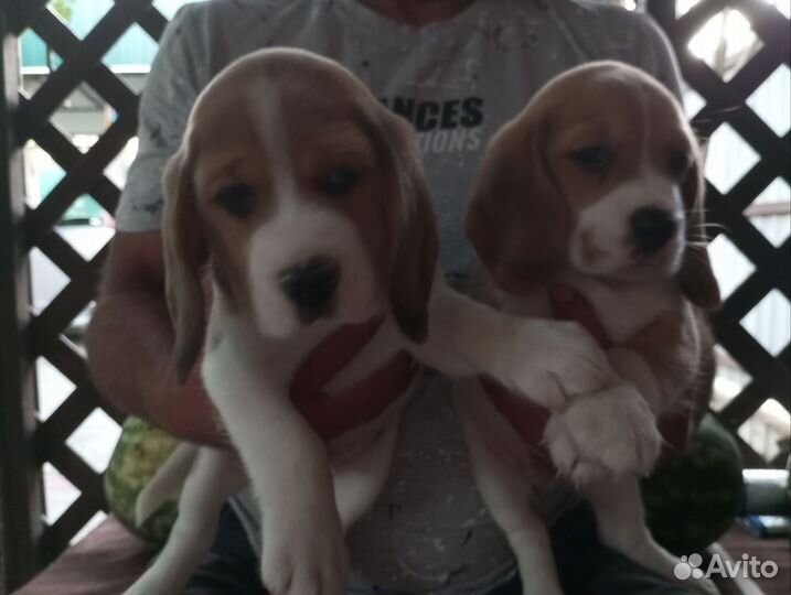 Щенки бигль РКФ