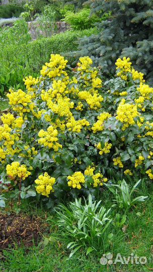Вечнозелёный кустарник. Магония подуболистная