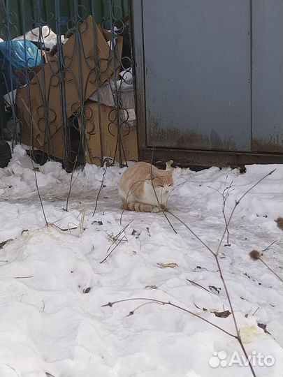 Котята коротколапые